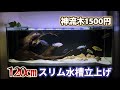 【120cmスリム水槽】エーハイム外部フィルターと大きな流木使って水槽を立ち上げの6ヶ月間を振り返る記録【熱帯魚飼育/アクアリウム】