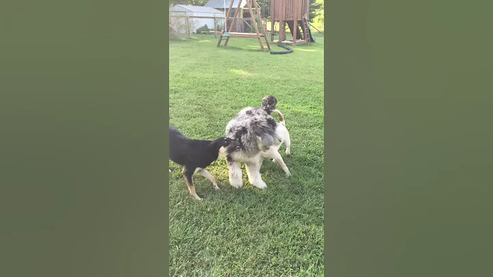 Dallas video