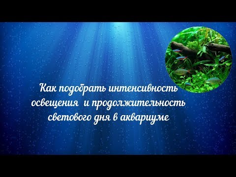 Как подобрать интенсивность освещения и продолжительность светового дня для растительного аквариума