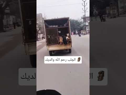 الجلب الف رحمه على والديك خالي الله يطول عمرك ويرزقك يارب