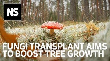 Fungi transplant could restore soil species crucial for healthy tree growth