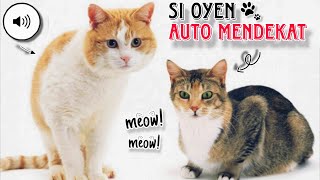 Come on, try it, this sound can call your cat.