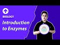 Introduction to Enzymes | Biology