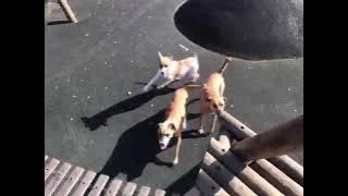 Masakhane Pet Wash(eDiphini )