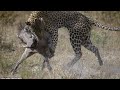 Incredible Battle for Survival : Warthog vs Leopard, Wild dogㅣ표범 vs 야생멧돼지