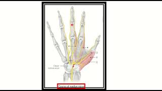 Ulnar nerve supplying area MRCS question solve (CRACK MRCS)