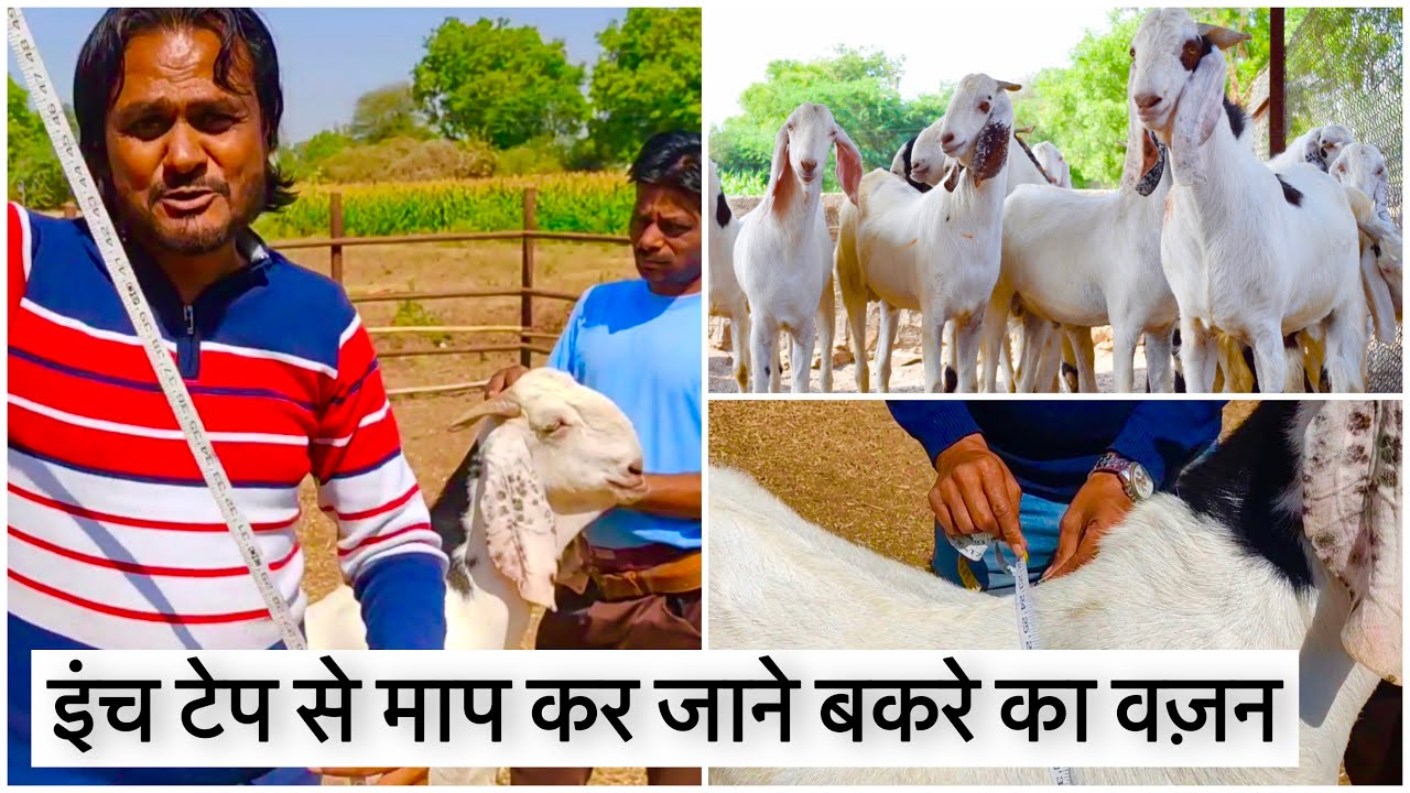 How To Measure Goat Weight With An Inch Tape? | SG Goat Farm Dhule ...