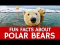 Interesting Facts about Polar Bears – Educational Video for School Learning