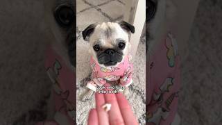 Loulou gets a visit from the TOOTH FAIRY! 🦷🧚🏼‍♀️✨ #pug #dog #adorable