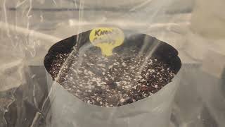 Octopot Weekly update autoflower grow #3 Knows Candy f3. first day of germination.