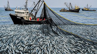 How Herring Fish Are Caught & Processed   Inside the Seafood Industry’s Hidden Giant