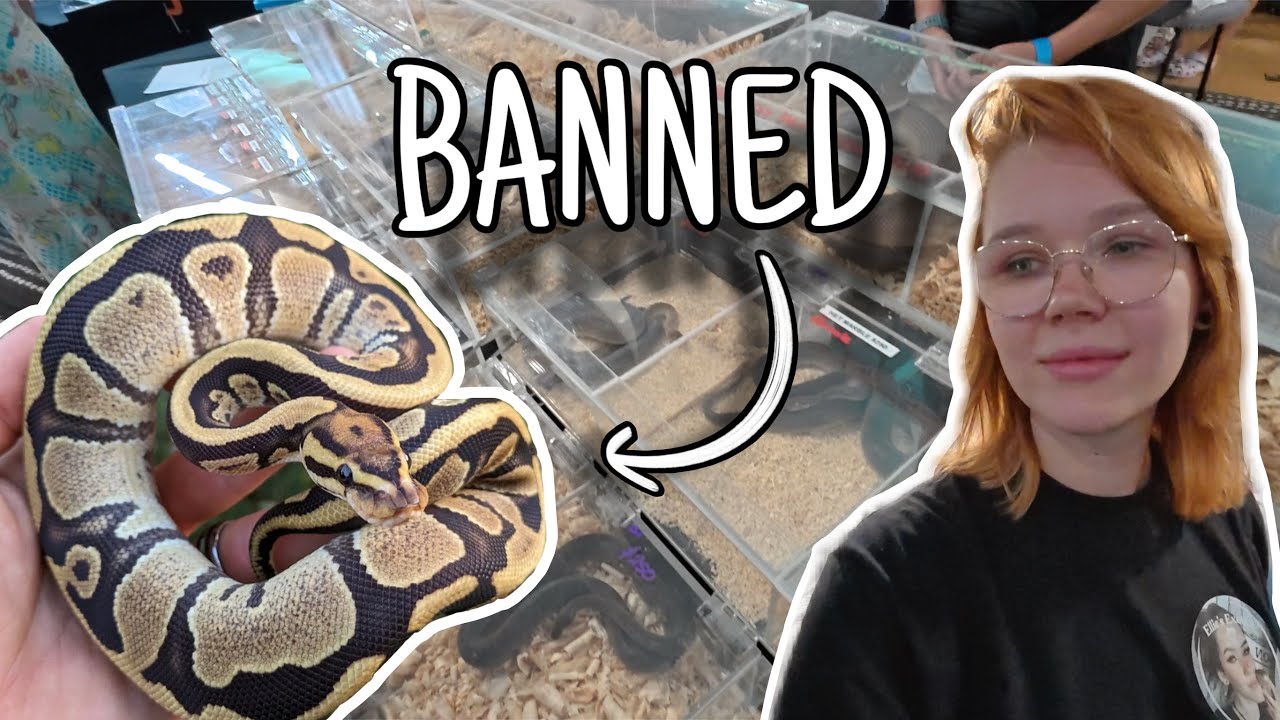 This Expo BANNED Ball Pythons... | Sydney Reptile Expos 2025 - YouTube