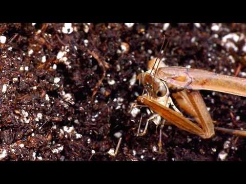 Praying mantis vs. stink bug