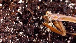 Praying mantis vs. stink bug
