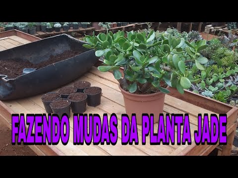 Fazendo mudas da Planta Jade