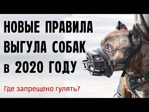 Новые правила выгула собак в 2020, где можно гулять без намордника?