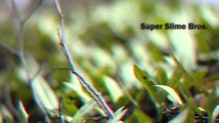 Plant.