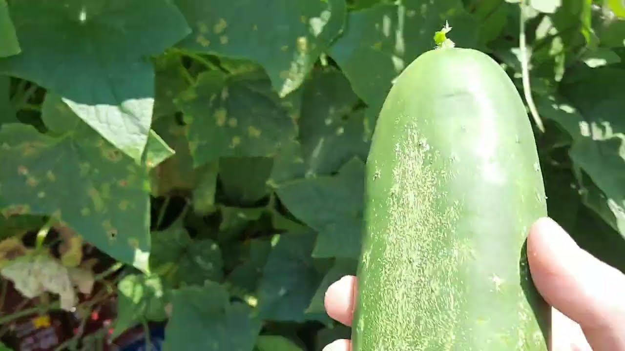 July 2022 Garden Update - Storm Damage, Japanese Beetles, Huge Cucumbers