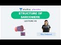 L45: Structure of a Sarcomere | Human Physiology (Pre-Medical: NEET/AIIMS) | Ritu Rattewal