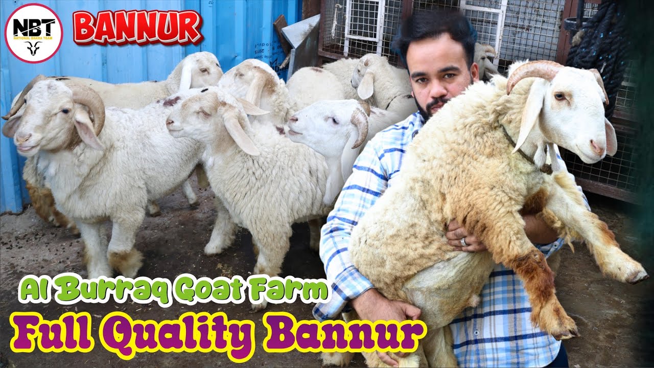 Full Quality Bannur At Al Burraq Goat Farm
