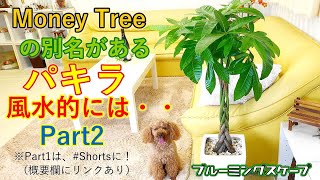 パキラと風水 花言葉 観葉植物のブルーミングスケープ