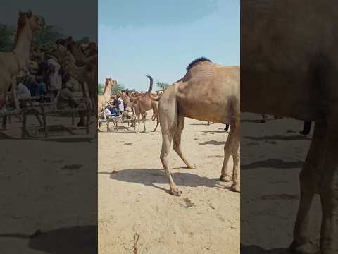 الجمل يحرك سنامه بطرق غريبة ويموت على ظهره