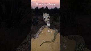 How to compare toxicity of snake venoms