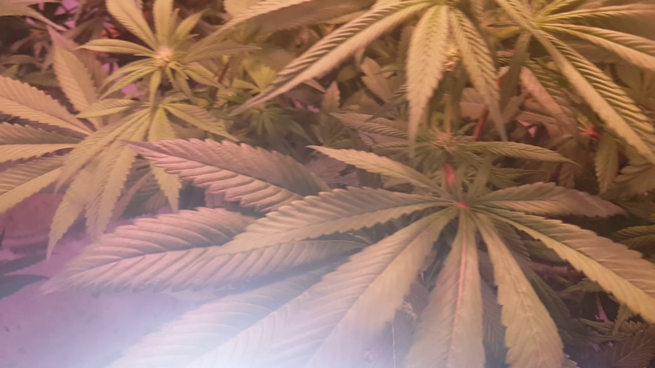 WEEKLY DWC 5K PERPETUAL FLOWER GARDEN HELLS ANGEL OG, EXODUS CHEESE, PURPLE VOODOO AND OTHER STRAINS