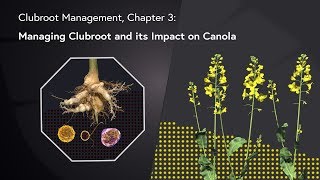 Clubroot Management: Chapter 3 - Managing Clubroot and its Impact on Canola