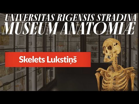 Skelets Lukstiņš // Skeleton Lukstins // Скелет Лукстиньша