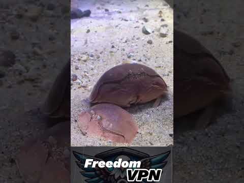Самый переживательный муж #природа #муж #viralvideo #впн #рабочийвпн #vpn