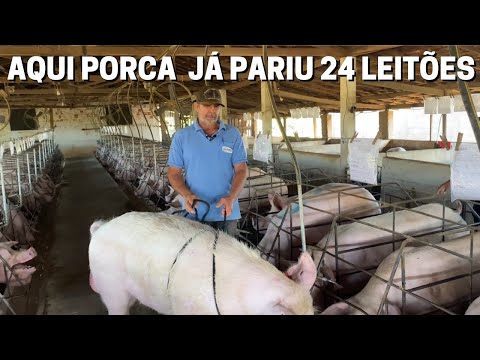 Vídeo: Porcos em miniatura - vivendo em uma pequena fazenda