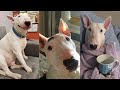 TRY NOT TO LAUGH WITH THESE FUNNY AND CUTE BULL TERRIERS!!! | Funny Pets