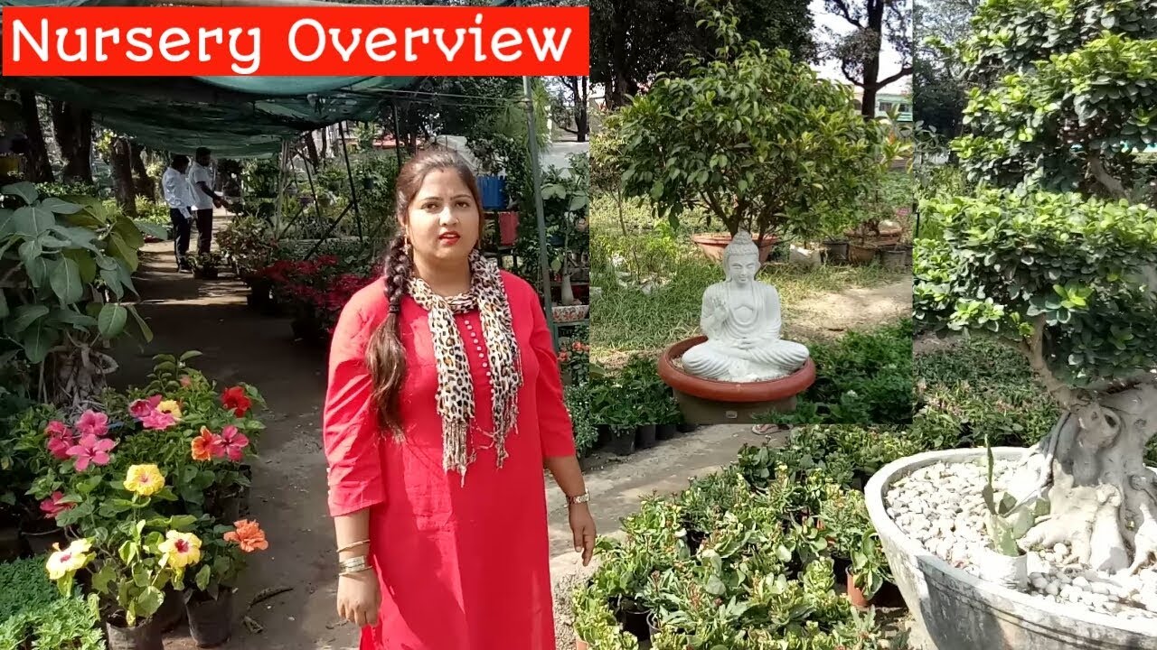Dehradun Nursery Overview,Nursery visit/Nursery visit with me/आइए