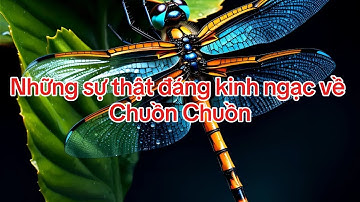 Những sự thật đáng kinh ngạc về Chuồn Chuồn