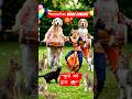अमन का जन्मदिन और कुत्तों का बैंड और बिल्लियों का गाना 😂 | Funny Animal Dance Show!   #shorts