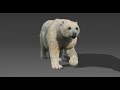 Polar bear walk animation loop | Maya arnold | CG Creature artist #stynsour