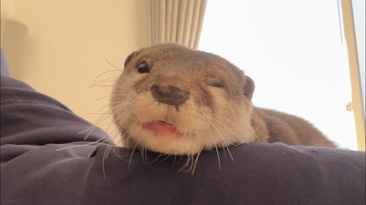 飼い主を取られたカワウソが取り返す物語 The Story of the Otter Who Got His Owner Back