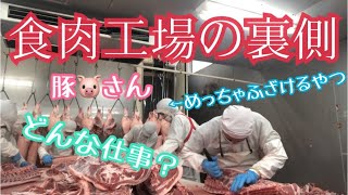 食肉工場の裏側！豚肉を捌いていくぅ！