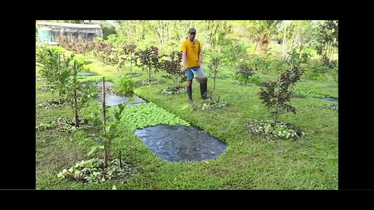 #เกษตรผสมผสานคลองไส้ ไก่#ขอบคุณช่องน้องน๊อตเกษตรกรยุคใหม่