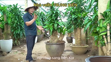 CÁCH HƯỚNG DẪN TRÔNG CÂY THIẾT MỘC LAN