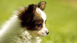 cute papillon puppies