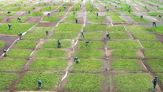 Download Lagu How Expensive Exotic Tea is Produced: Farm to Factory Process MP3