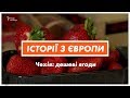 Як чехи економлять на ягодах? Збирають самі | Історії з Європи