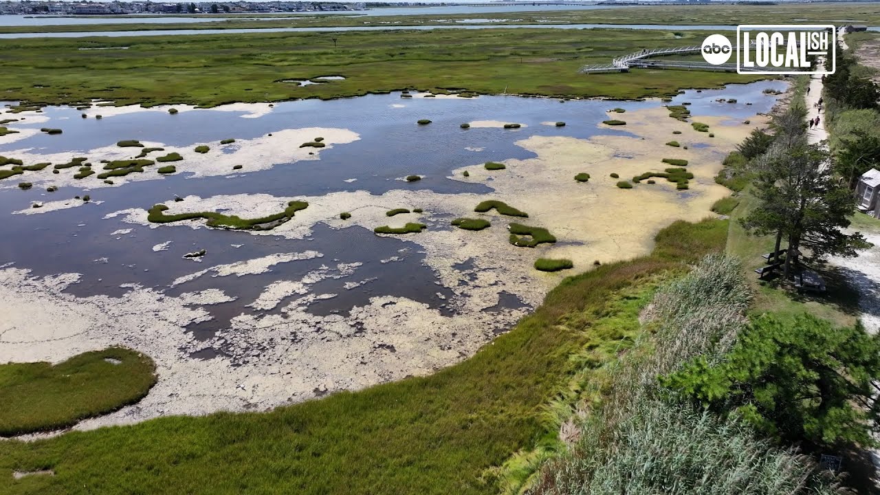 The Wetlands Institute: Preserving and Protecting the Wetlands and
