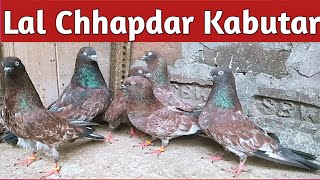 Lal Chapdar Kabootar