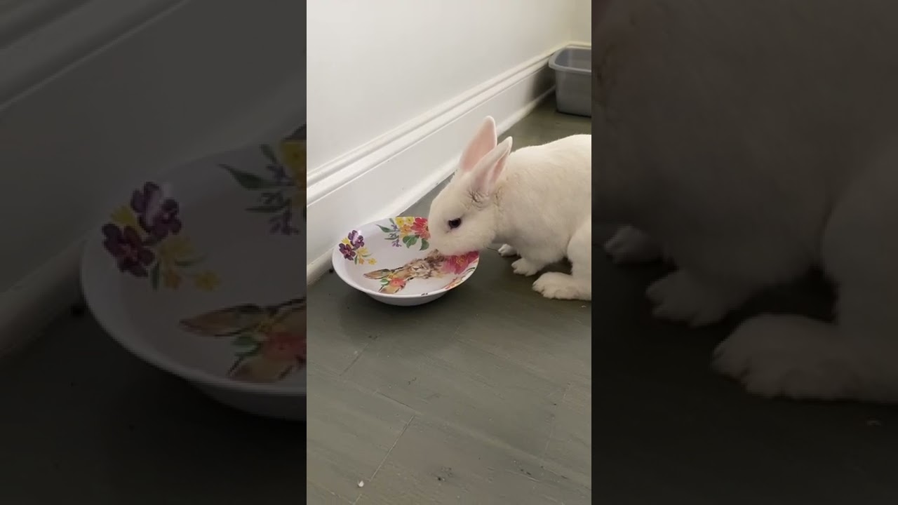 My rabbit drinking water