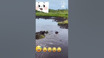 Funny man drowning in the pond #shorts #viral #trending #drowning #pond #funny