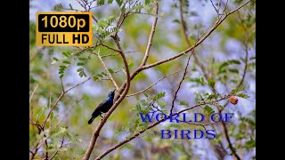 8 min Stunning And Beautiful Birds Full HD #birdphotography #fullhd #birdworld #birdvideos #nature