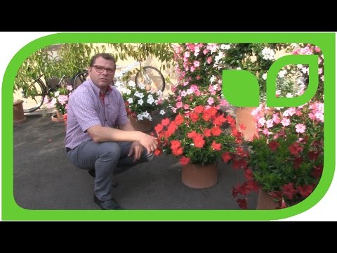 Video: Mandevilla oder Dipladenia: Informationen zur Pflege von Dipladenia